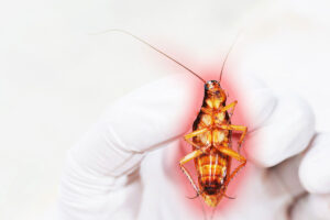 apentomosi-athina-katsarida