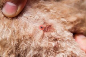 apentomosi-athina-psiloi