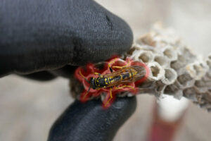 apentomosi-athina-sfikes