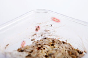 apentomosi-athina-skoros-trofimwn